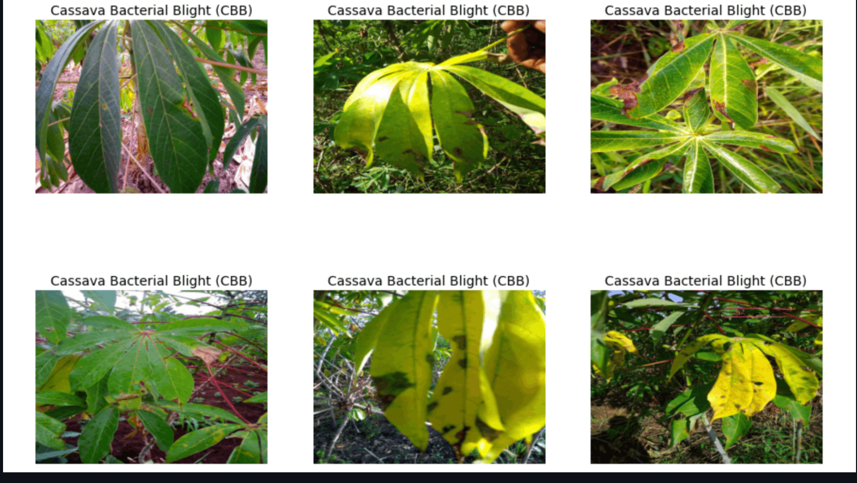 Computer Vision for Cassava Disease Identification